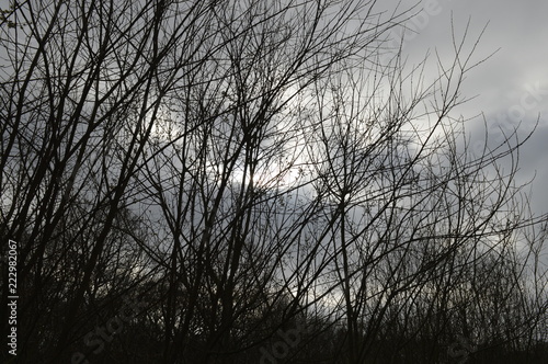 silhouetted bare branches