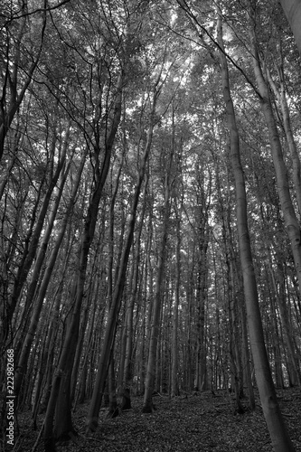 forest black and white