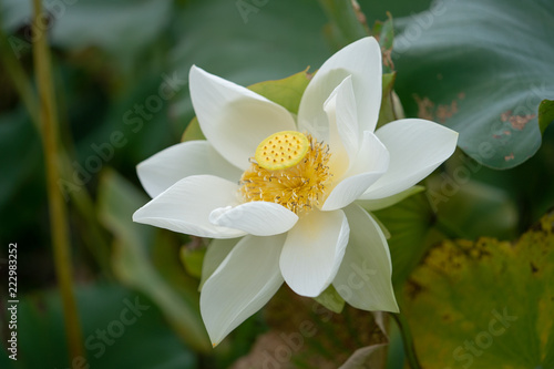 Lotus Flowers in pond