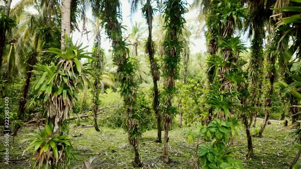 Aerial Flying thru a forest with large palms in Panama Aerial Flying thru a forest with large palms in Panama