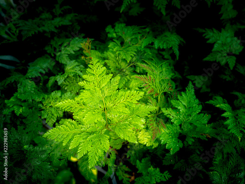 Gian-Hairfoot Fern Growing in The Garden