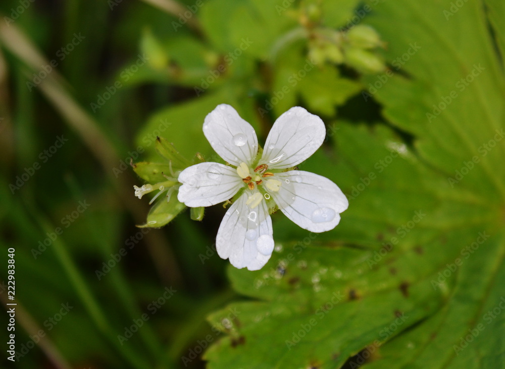 White forest flower with dew drop on green grass background White forest flower with dew drop on green grass background