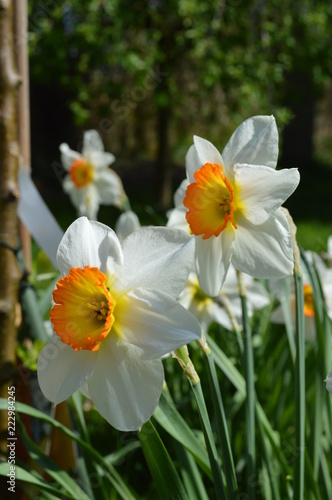 Spring Daffodils © Mishka