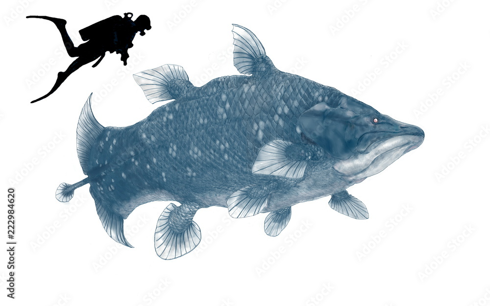 学名 小種名 マウソニア ラボカティ 中生代から白亜紀後期まで生息していたシーラカンスの中で最大の種類 このシーラカンス は体長が約4メートル近くあり 現代種のラティメリアの約2倍の大きさである イラストは現代種の色彩を参考にし オリジナルのゲージとして