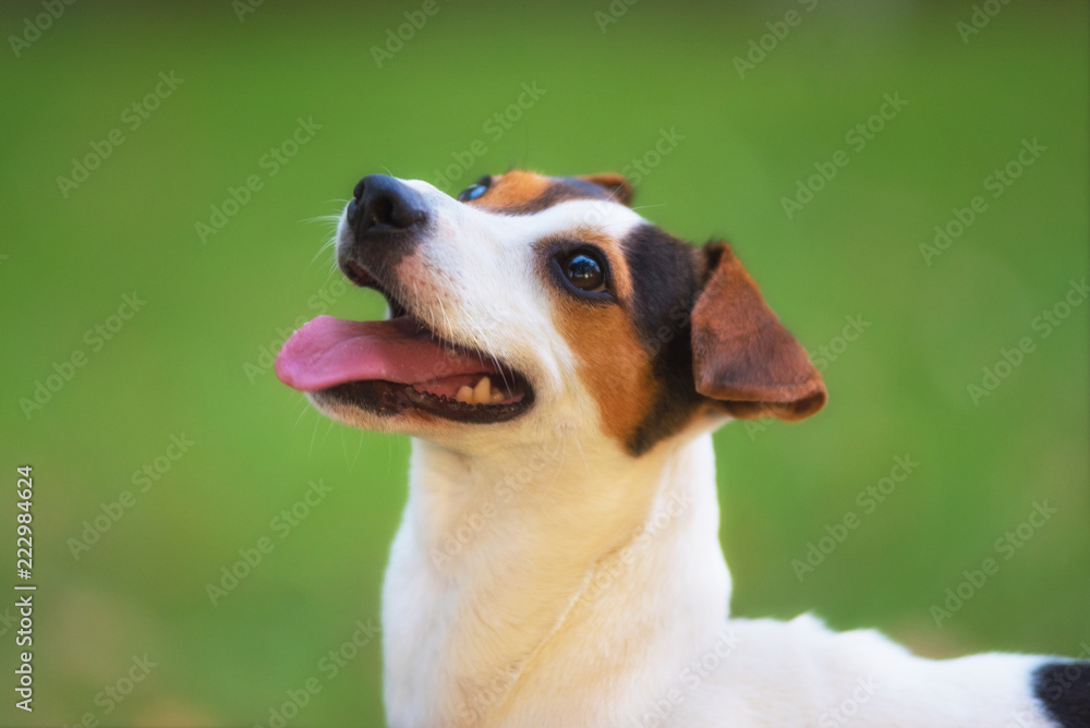 Jack Russell terrier dog in the park on grass meadow Jack Russell terrier dog in the park on grass meadow