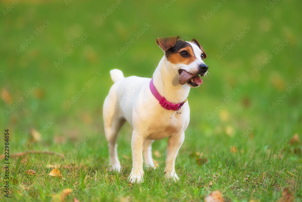 Obraz premium Jack Russell terrier dog in the park on grass meadow