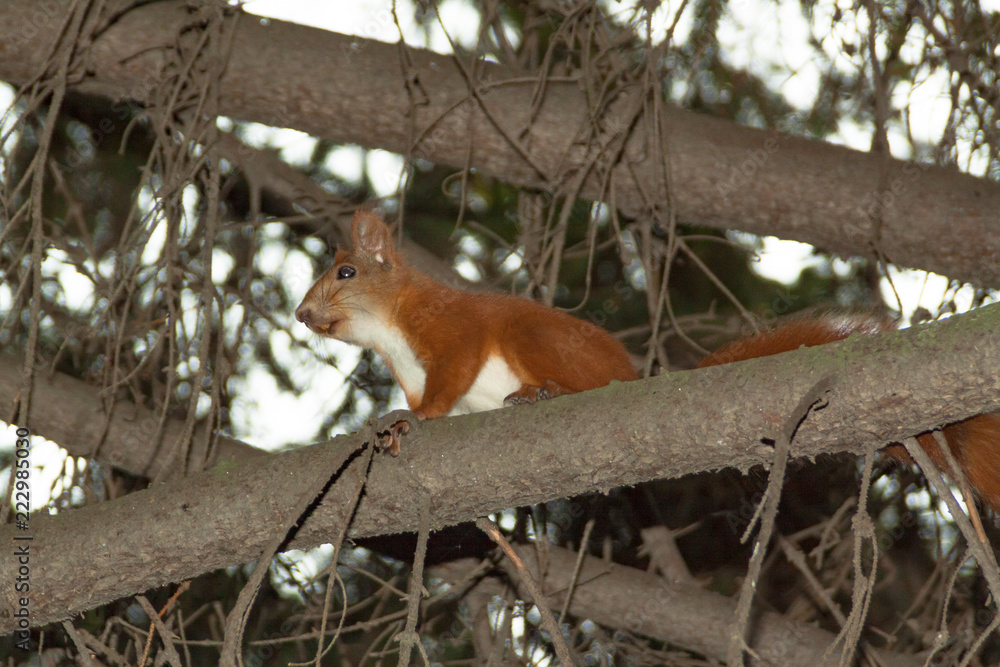Obraz premium A beautiful squirrel sits on a branch.