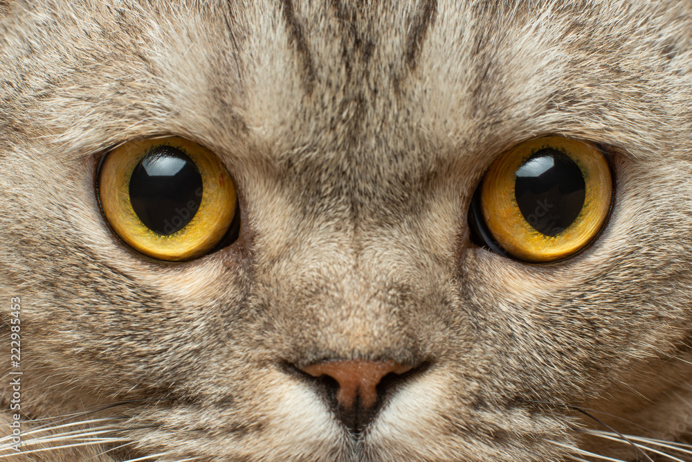 Yellow eyes of an adult British cat close-up