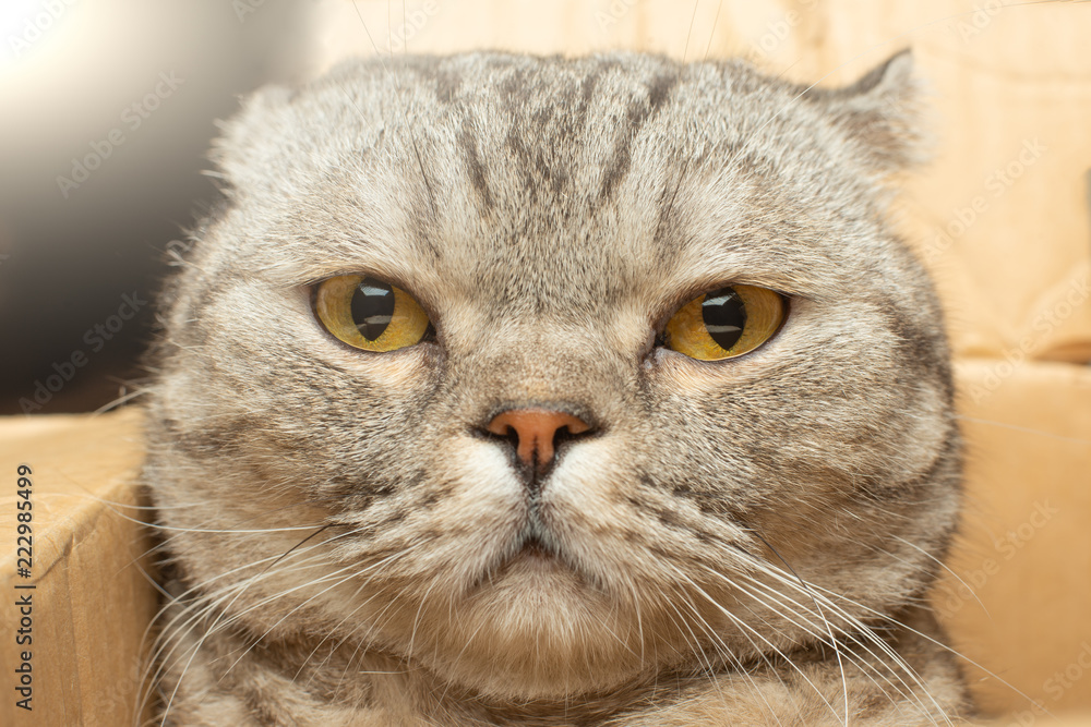 Cute cat in cardboard box