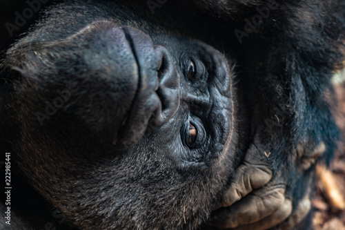 Tiere im Zoo