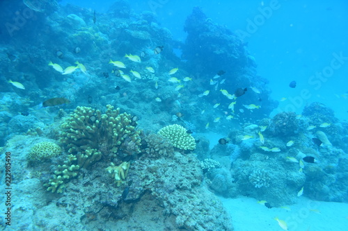 奄美大島 16 サンゴ礁 1