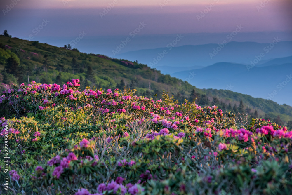 Middle Ground Shot of Rhododendron at Sunrise