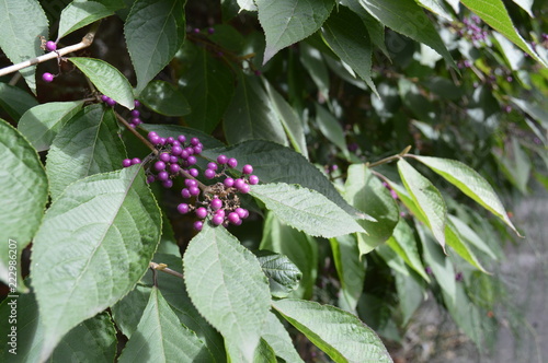 Autumnal Berries