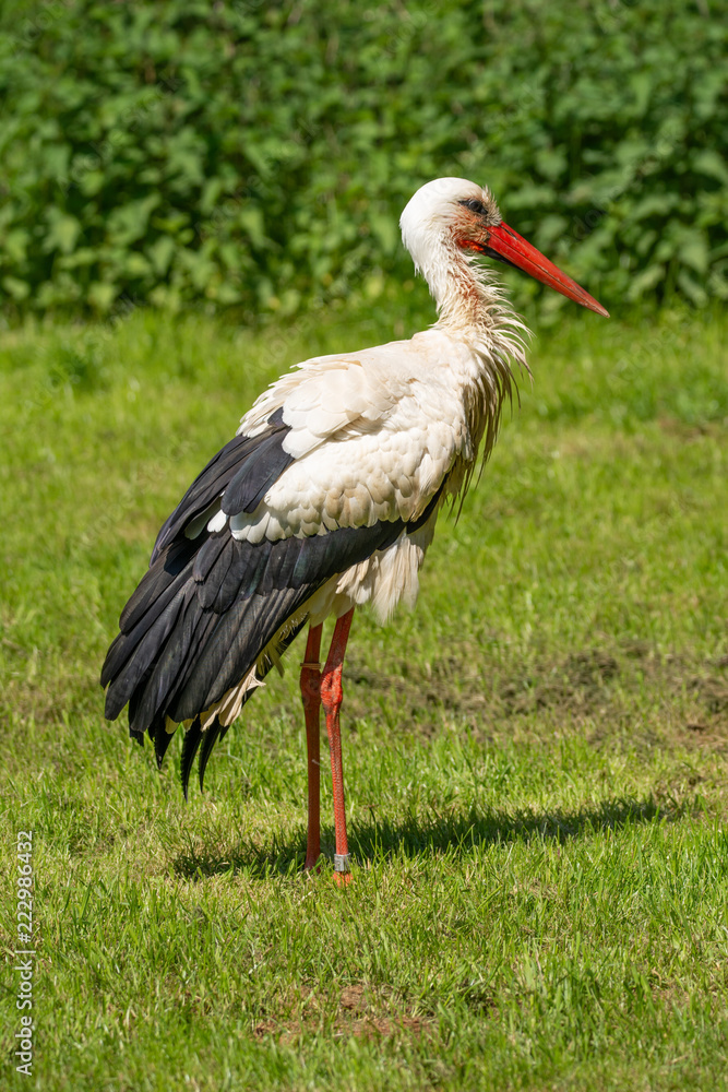 Fototapeta premium Storch 1