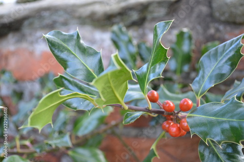 Winter Holly Berries