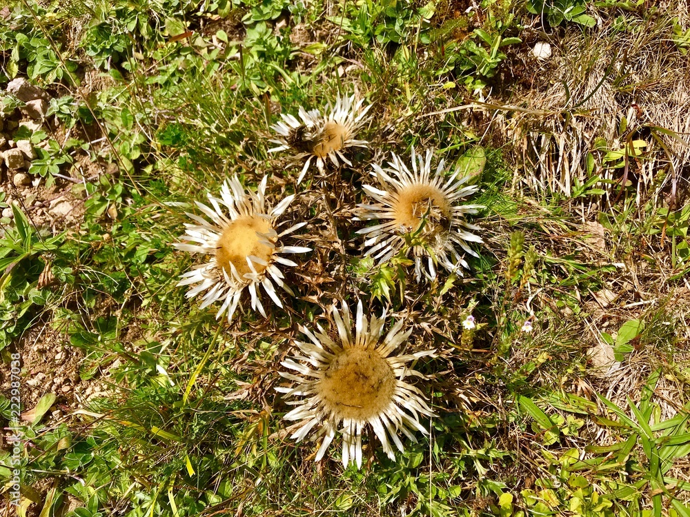Blumen auf dem Feldberg (Baden-Württemberg) Blumen auf dem Feldberg (Baden-Württemberg)