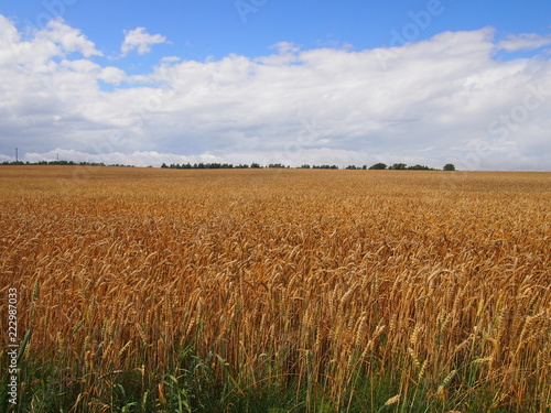 golden wheat field