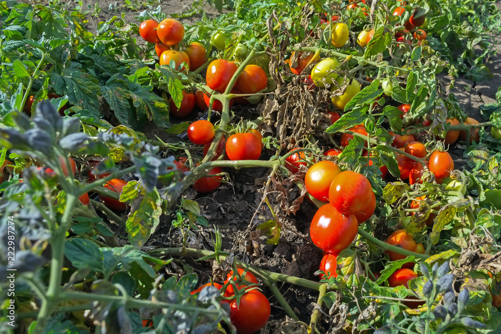 ripe red tomatoes in the field, outdoors, during harvesting