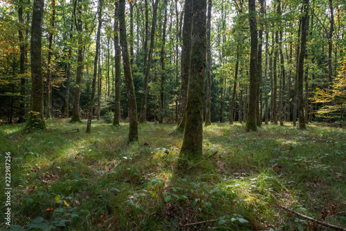 Unterwegs im Wald - Bremgartenwald, Bern