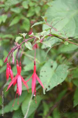 Autumnal Flora