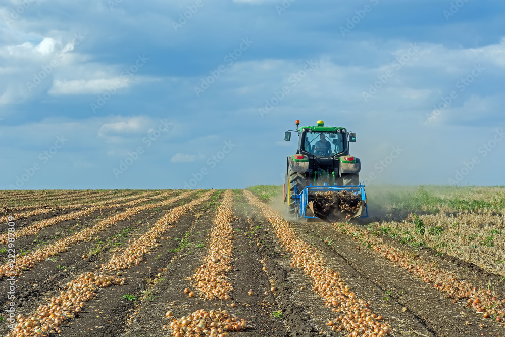 Fototapeta premium dug up onions in the field in rows, before harvesting by a combine harvester