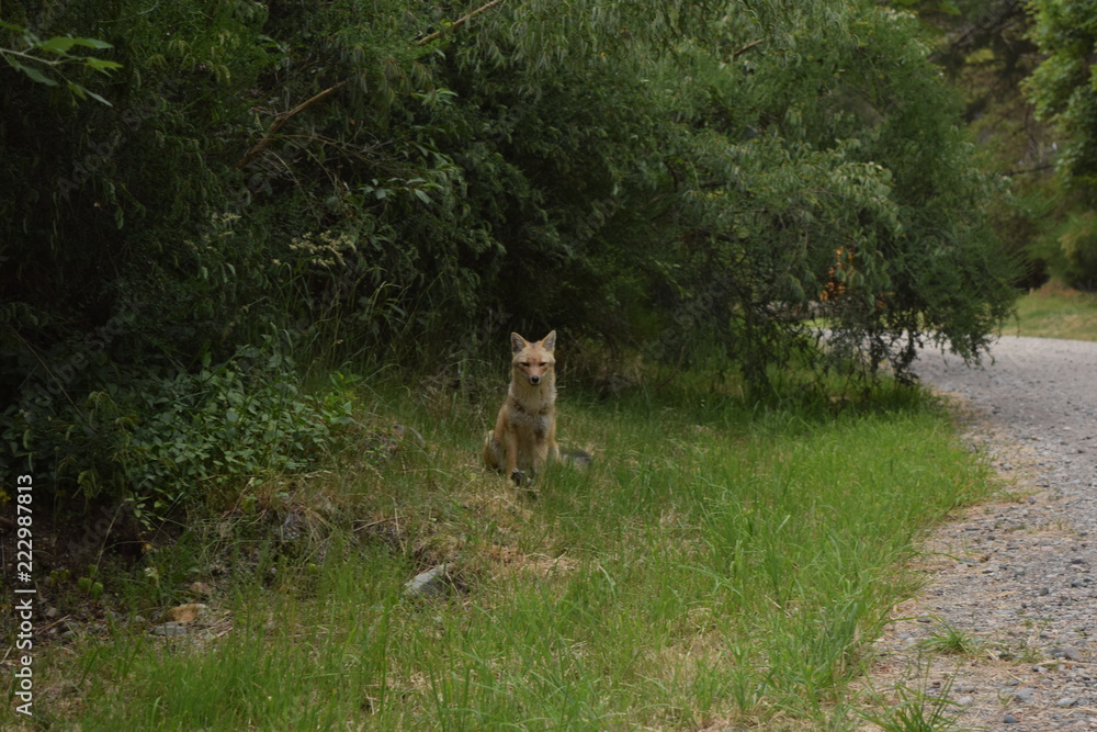 Naklejka premium Shy Fox at Los Alerces National Park, Patagonia, Argentina