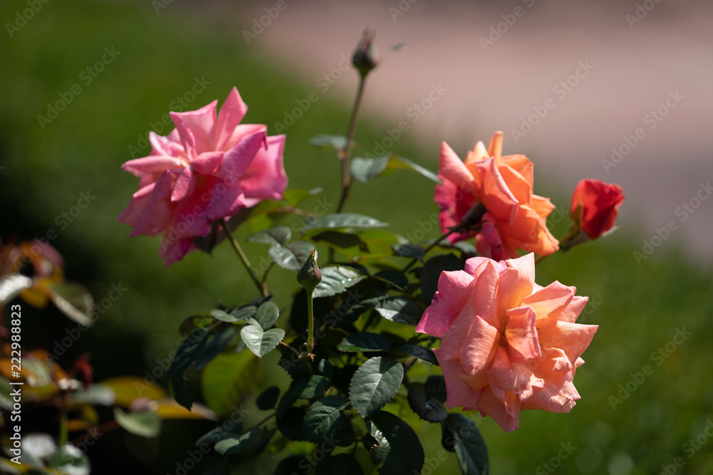 Obraz premium Rose in fiels