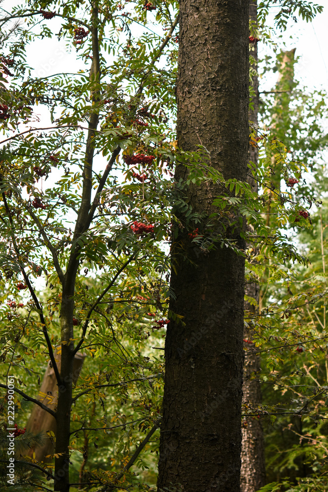 Fototapeta premium Trees in the forest
