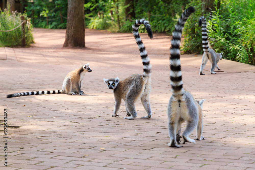 Obraz premium The ring-tailed lemur (Lemur catta) is a large strepsirrhine primate and it is endemic to the island of Madagascar. Known locally in Malagasy as maky 