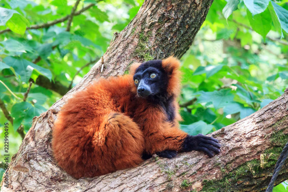 Obraz premium The red ruffed lemur (Varecia rubra), native to Madagascar and occurs only in the rainforests of Masoala