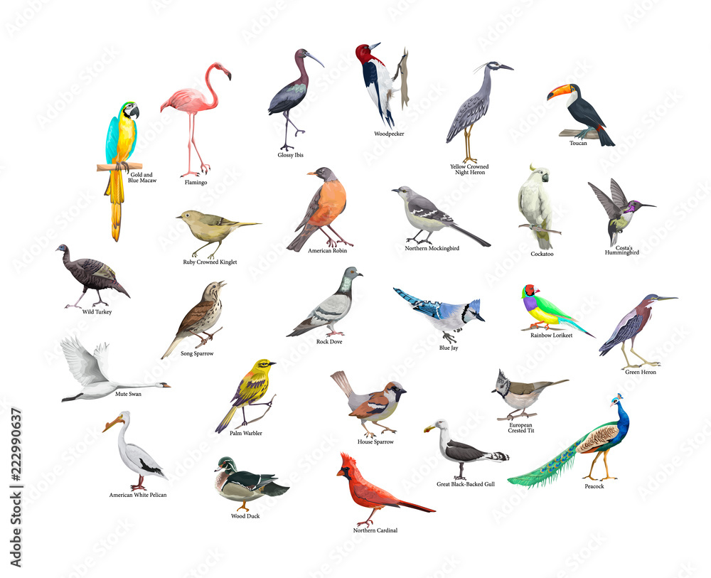 Obraz Zbiór realistycznych tropikalnych ptaków. Egzotyczna przyroda