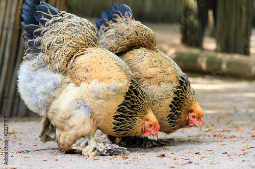Obraz na plátně Buff Brahma bantam chicken (Gallus gallus domesticus) in the petting zoo