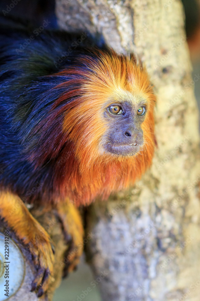 The golden-headed lion tamarin (Leontopithecus chrysomelas), aka the golden-headed tamarin, is endemic to Brazil The golden-headed lion tamarin (Leontopithecus chrysomelas), aka the golden-headed tamarin, is endemic to Brazil