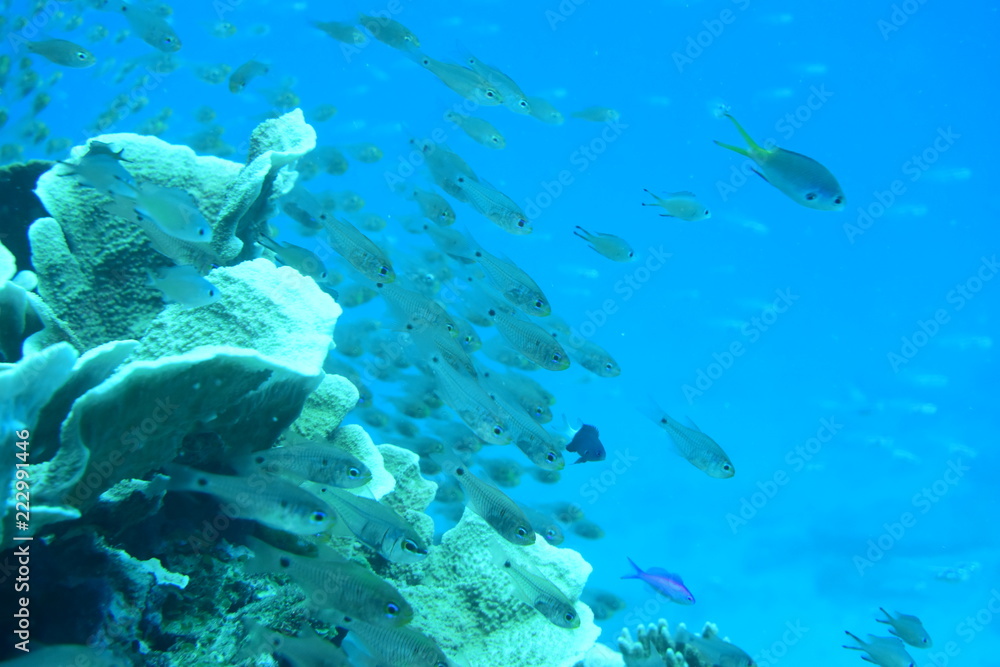 Fototapeta premium 奄美大島 16 サンゴ礁5