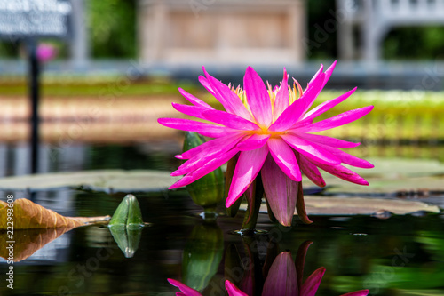 Pink flower in water