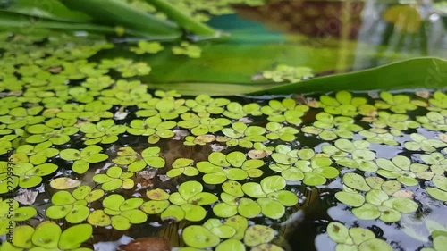 fish nature background green color freshwater swimming outdoor water fresh nobody small 
