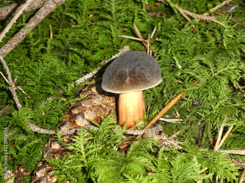 Canvas Print lurid bolete mushroom brown in the moss of the forest