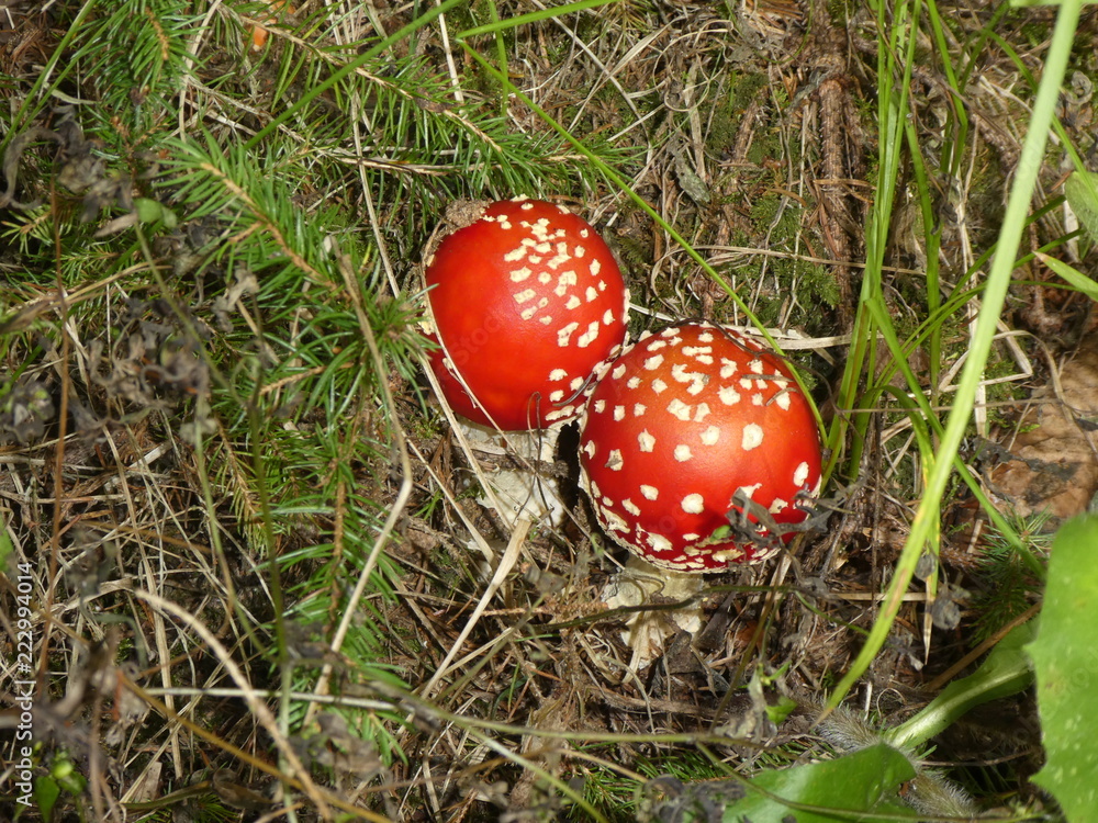 fly agaric mushroom red white dots in the forest fly agaric mushroom red white dots in the forest