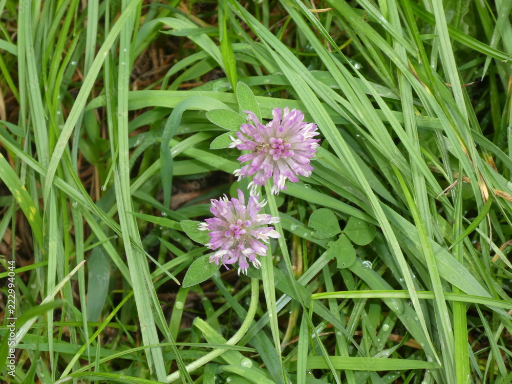 purple blossom of a clover in the green grass