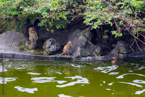 Vietnam. Nha Trang City, monkey