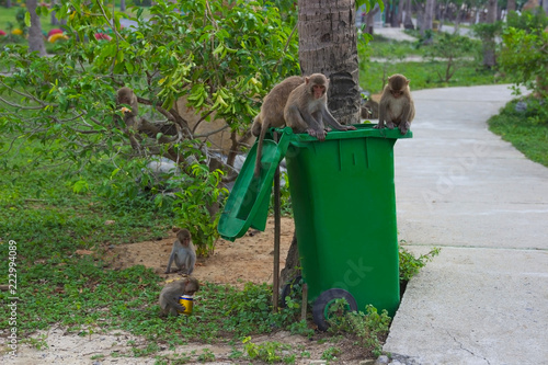 Vietnam. Nha Trang City, monkey