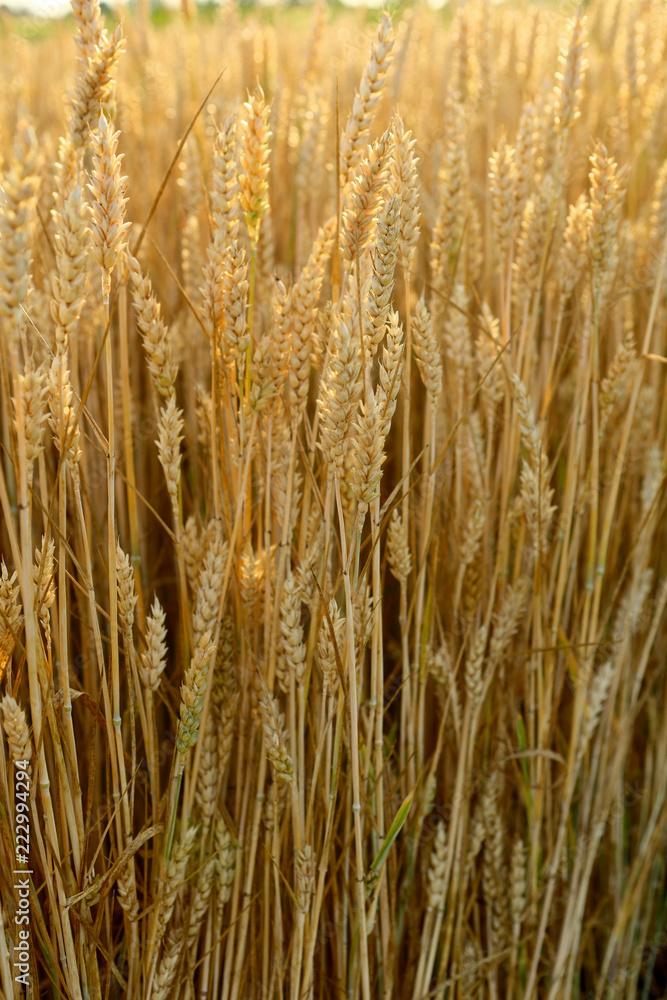 Nature landscape with wheats corn
