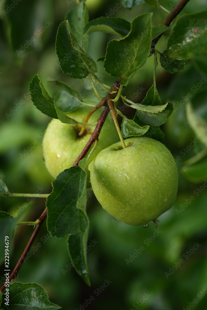 Green organic apples close-up on branche