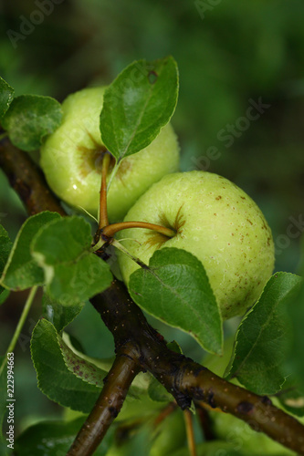 Fresh Green apples on branches