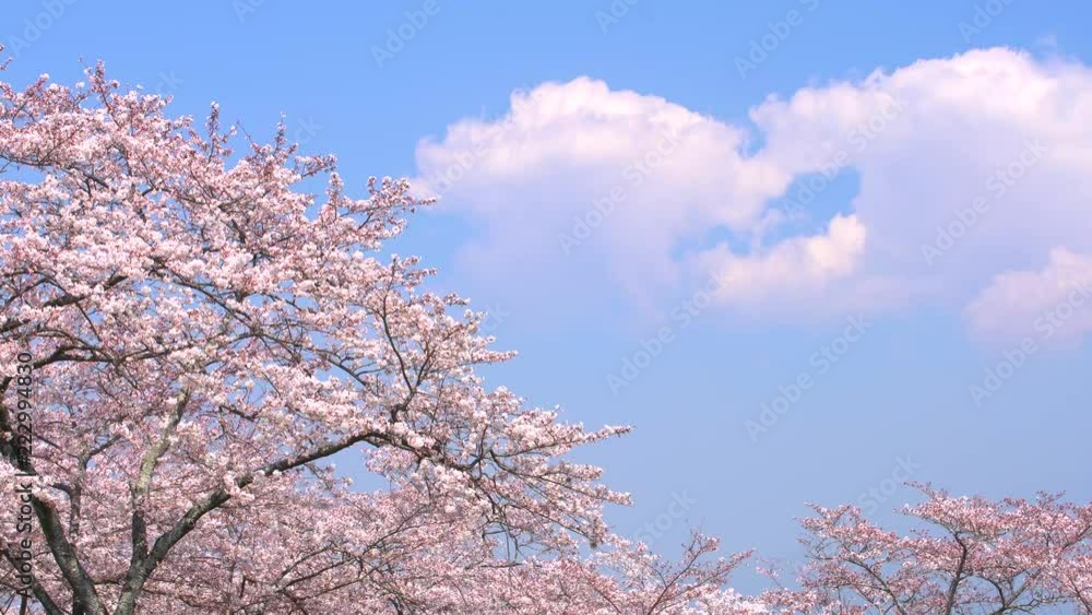 A sky surrounded by cherry blossoms in full bloom in Japan.
A sky surrounded by cherry blossoms in full bloom in Japan.