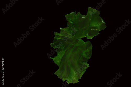 Ulva rigida, sea lettuce isolated on black background. photo