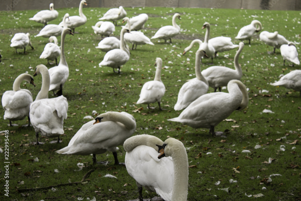 Obraz premium Goose in park