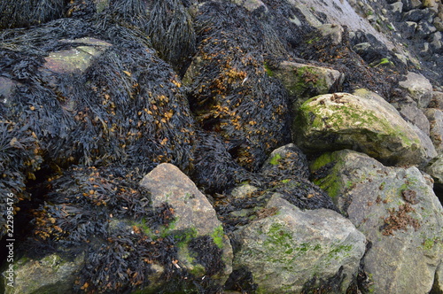 Boulders With Seaweed