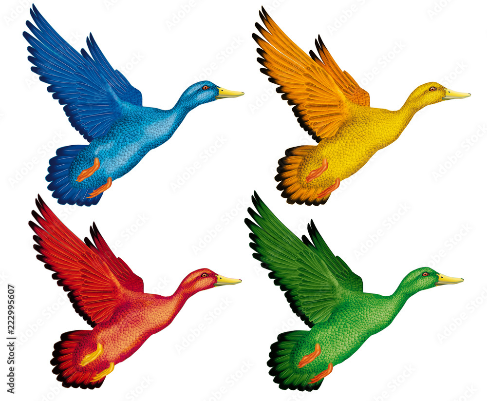 Obraz premium canard bleu, canard jaune,canardrouge,canard vert, en vol, 