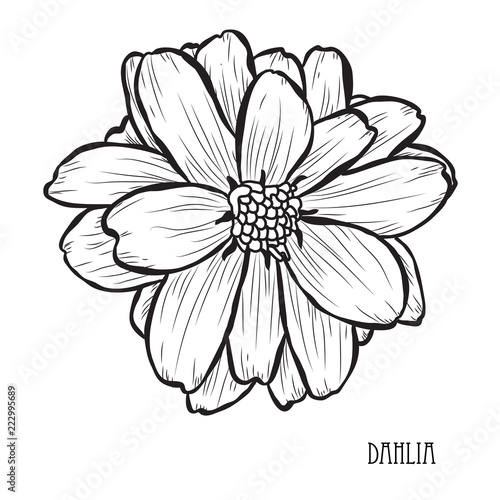 Fototapeta Naklejka Na Ścianę i Meble -  hand drawn floral decoration